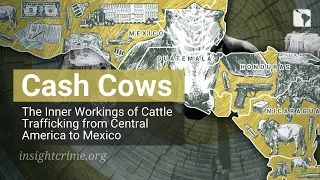 Cash Cows - The Inner Workings of Cattle Trafficking from Central America to Mexico