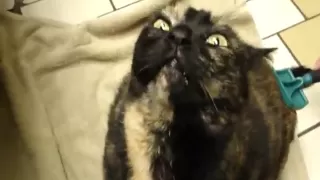 Cat making weird noises.