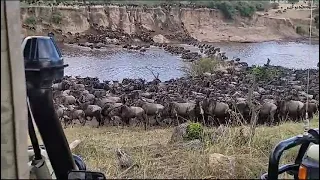 Wildebeest river crossing in Serengeti