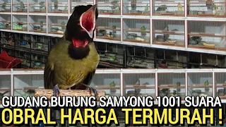 HARI INI ! MEMBLUDAK BURUNG SAMYONG DI JUAL LEBIH MURAH DI PASAR BURUNG PRAMUKA