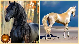 Die 10 schönsten Pferde, die nur einmal alle tausend Jahre geboren werden