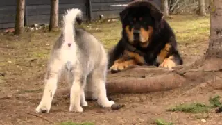 Alaskan Malamute puppy playing with Tibetan Mastiffs