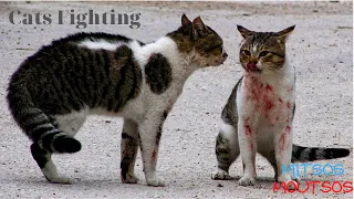 Angry Cat - Street Fighting Cats   | Mitsos Moutsos