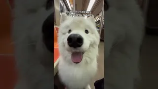 My seal pup takes the New York City subway #dog #samoyed #fluffy