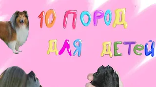 ТОП 10 ПОРОД СОБАК ДЛЯ ДЕТЕЙ | Щеноблог