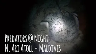 PREDATORS NIGHT HUNT - Scuba Diving Maaya Thila, Maldives Aggressor - 4K 🎵 Solomun Boiler Room