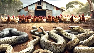 Australian Farmers And Ranchers Deal With Millions Of Snakes