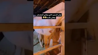 ماهي اسباب خلي الحصان يعضه نفسه 💔