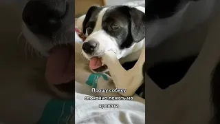 Собака на кровати