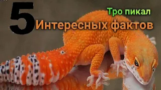 5 интересных фактов о пятнистых эублефарах. пятнистый эублефара!