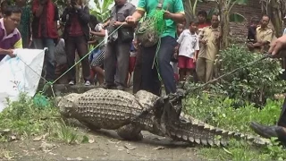 Evakuasi Buaya Muara di Selokan Depan Rumah Warga