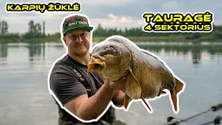 Karpių žvejyba. Tauragės tv. - 4 sektorius. (Carp Fishing @ Taurage)