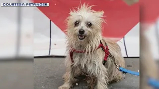 'What about Bob?' Viral video inspires dozens to adopt NYC dog