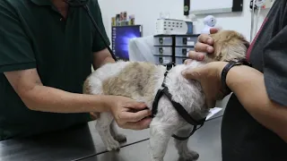 A 15-year-old male Shih Tzu has itchy skin