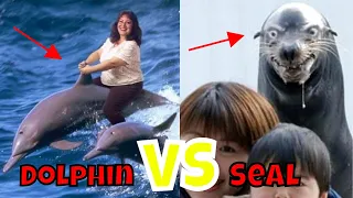 Dolphin and Seal are REALLY frickin' WEIRD - Dolphins VS Seals - Funny animal reaction