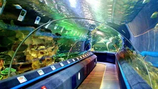 YOU MUST SEE THIS! On-line Aquarium "The Neptune Planet" St-Petersburg Russia. #StayHome