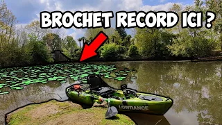 Une session brochet exceptionnelle en rivière sauvage ! (Pêche en kayak)