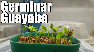 Como germinar semillas de Guayaba || Crecer guayaba || Bananafabric