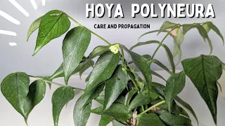 HOYA POLYNEURA | complete care and propagation