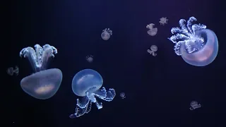 Jellyfish - Rhizostoma pulmo