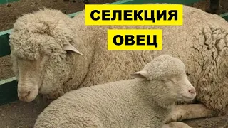 Селекционно племенная работа в овцеводстве | Овцы | Овцеводство | Разведение и селекция овец
