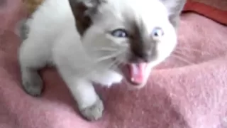 Kitten crying because she is so tired