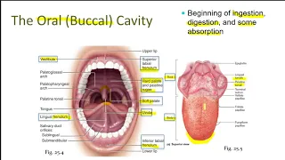 The Digestive System (Anatomy)