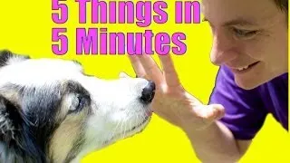 Teach Your Dog 5 Things in 5 Minutes!