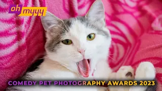 Comedy Pet Photography Awards 2023 | George Takei’s Oh Myyy