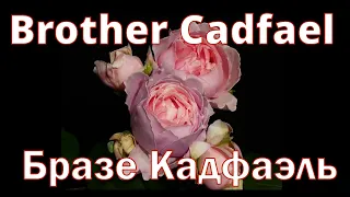 Как распускается роза Бразе Кадфаэль - Brother Cadfael (Austin, 1990)