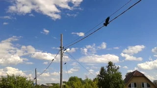 Воронята оперились и встали на крыло. Стая ворон. A flock of crows