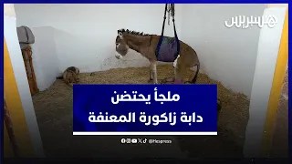 خضعت لعملية دامت أربع ساعات.. ملجأ في مراكش يحتضن دابة زاكورة المعنفة