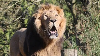 Epic Lion Roars