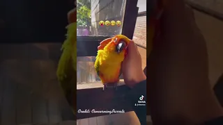 Parrot massage 😂😝 #Parrots #funny #massage
