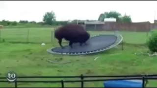 Something Awesome Happens When Animals Use a Trampoline