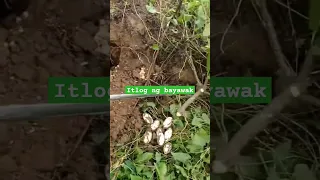 MONITOR LIZARD EGGS WHERE TO FIND#lizard #survival #shortvideo #subscribe