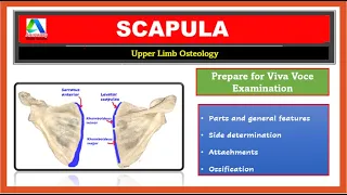 Scapula  Anatomy | Viva Voce Anatomy| Upper limb bones |