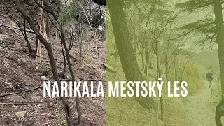 Narikala, mestský les