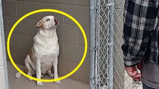 Бродячий пес узнал хозяина спустя три года. История от которой слёзы на глазах!😭
