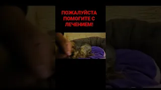 ВНИМАНИЕ У СОБАКИ ГНИЮТ ЗУБЫ ПРОШУ ПОМОГИТЕ