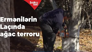 Ermənilər Laçından qaçarkən iki minə yaxın ağac kəsiblər - Baku TV