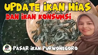 Update ikan hias dan konsumsi di pasar ikan Purwonegoro