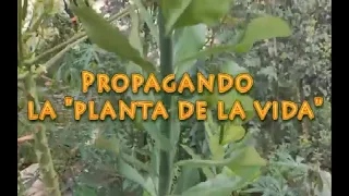 Reproduciendo la planta 'Lechero africano'