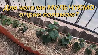 Мульчування огірків /Плюси і мінуси/Вирощування огірків  на Поліссі