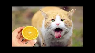 It's To LAUGH When Watching This Video Of The FUNNIEST CATS On Earth