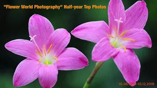 Half-year Anniversary of "Flower World Photography"