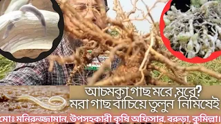 সকল গাছ হঠাৎ কেন মরে|The most important animal you have never seen|Meet Root Knot Nematode Worms