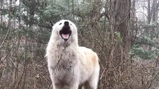 Happiness is Howling in the Snow