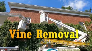 Extreme Vine or Ivy Removal on House