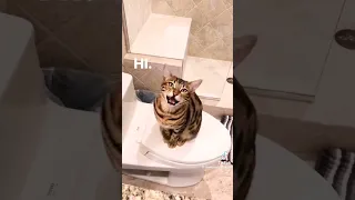 the funniest cat's moment's🤣😂
